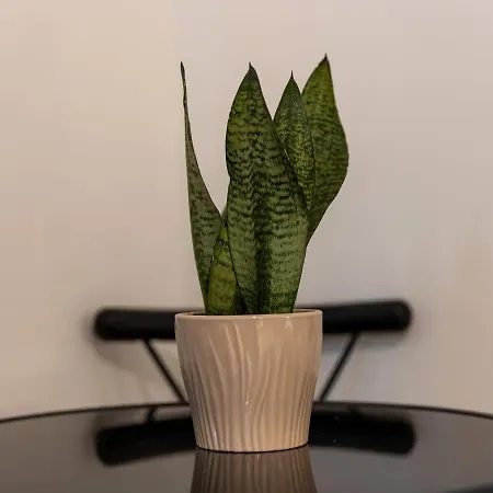 Dimora Del Chiostro 3* Oristano